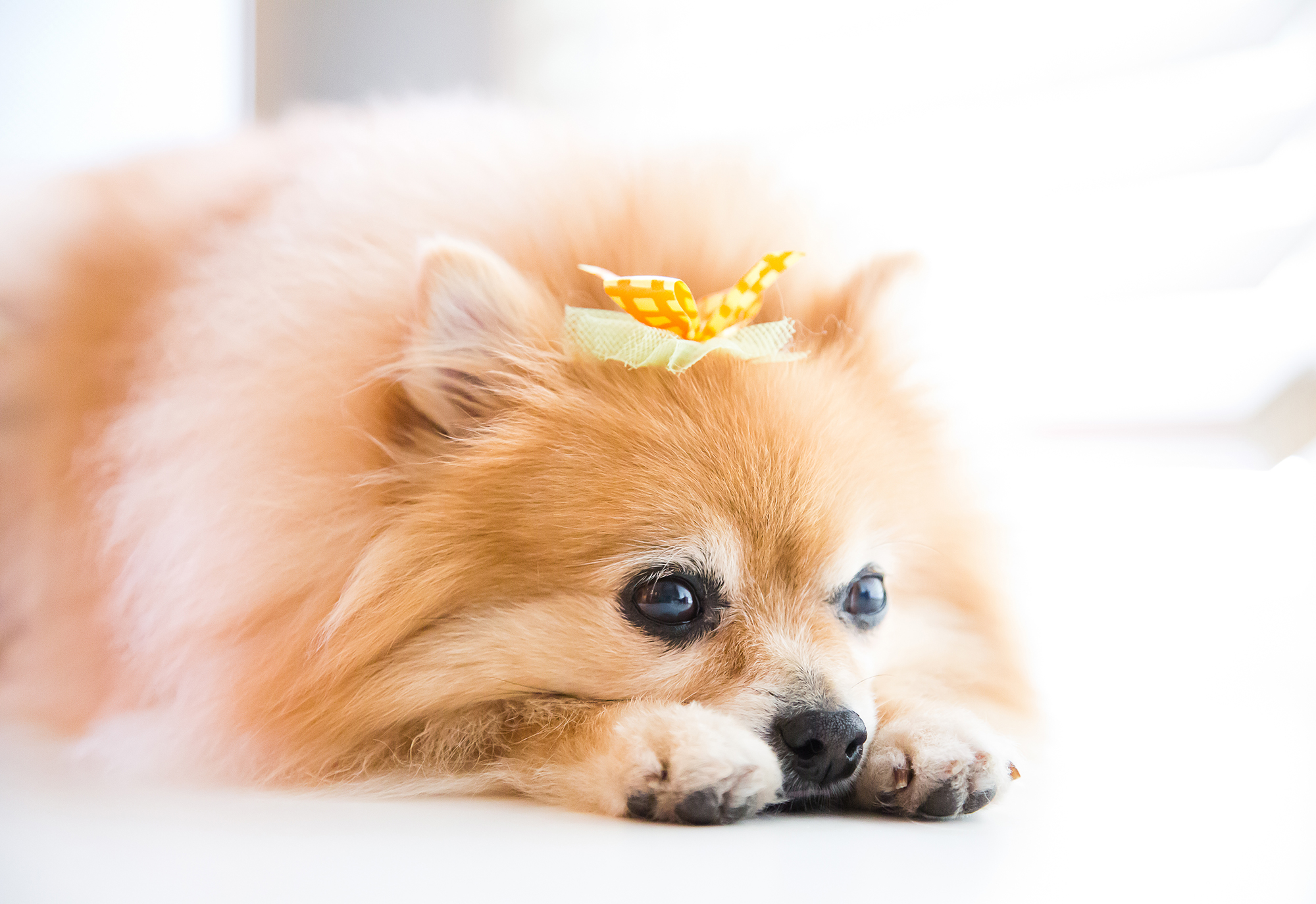 More Than an Office Dog